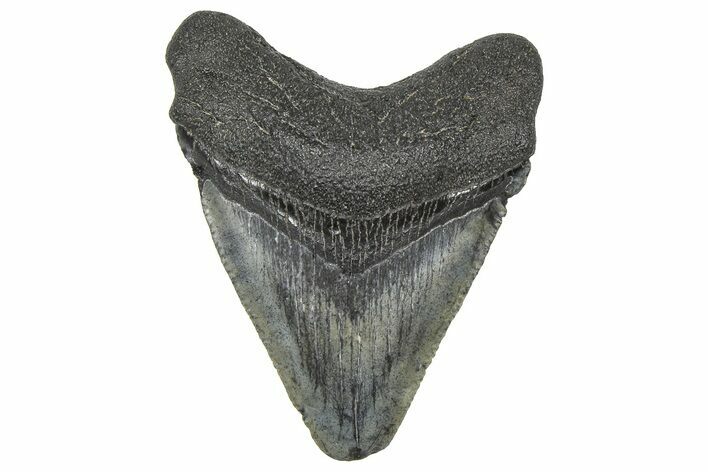 Serrated, Juvenile Megalodon Tooth - South Carolina #360939